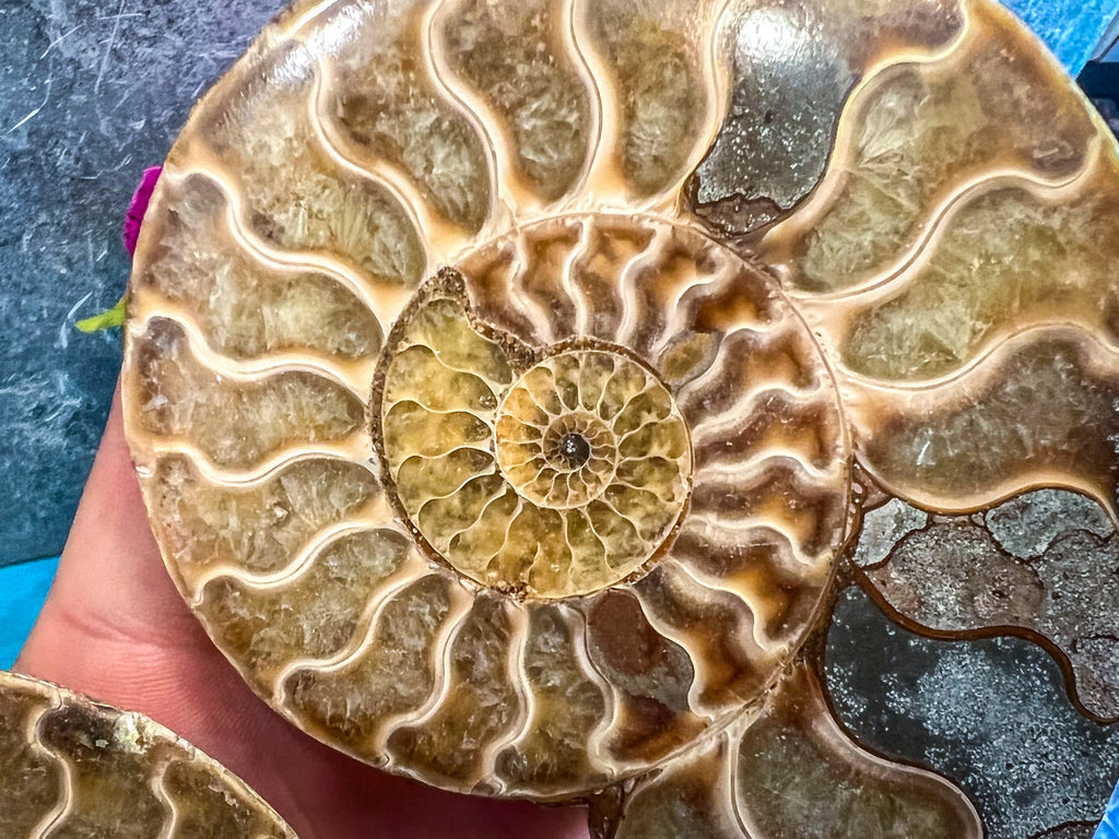 Polished Ammonite Pairs, Ethically Sourced Ammonite Halves