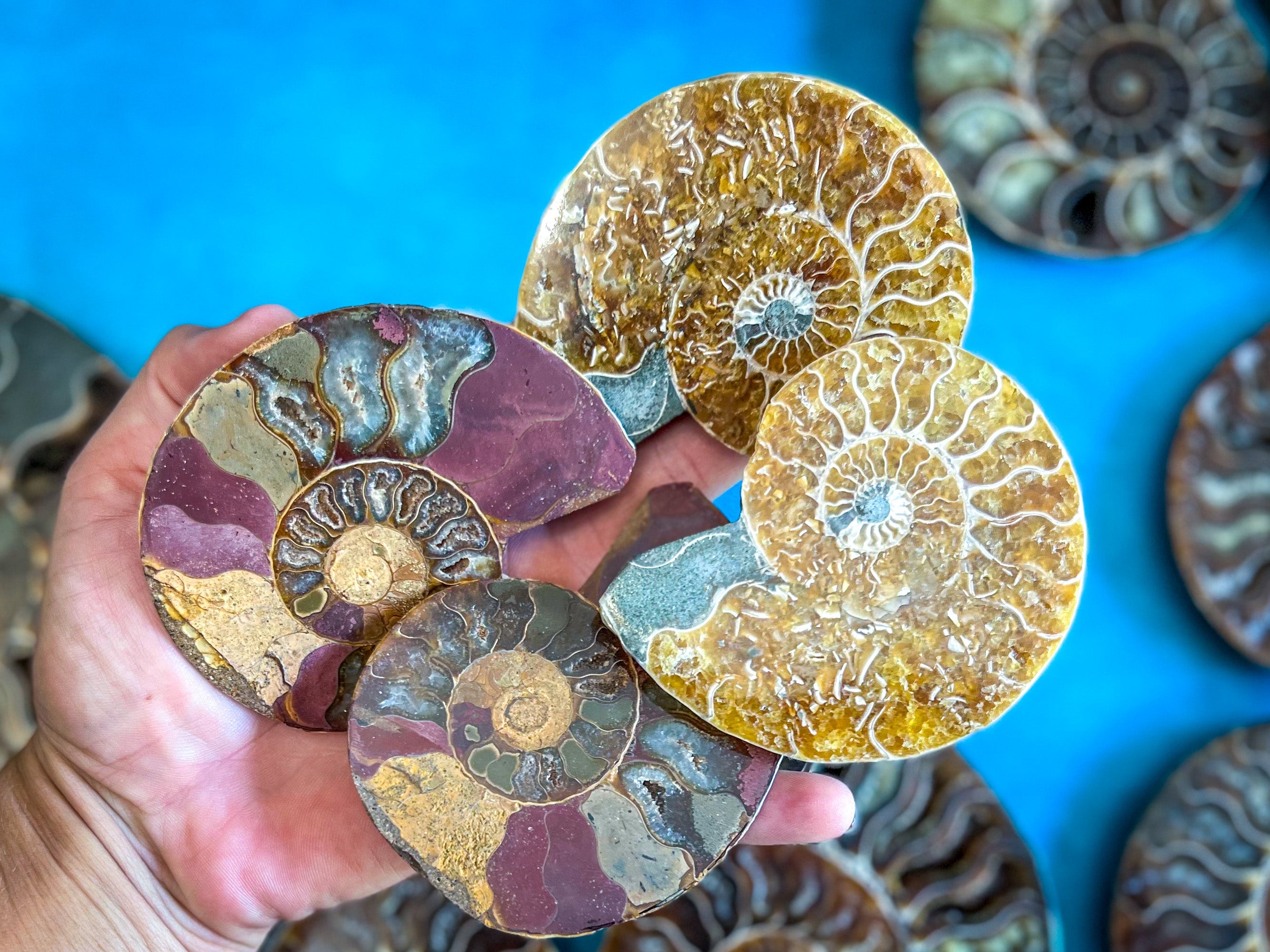 Polished Ammonite Pairs, Ethically Sourced Ammonite Halves