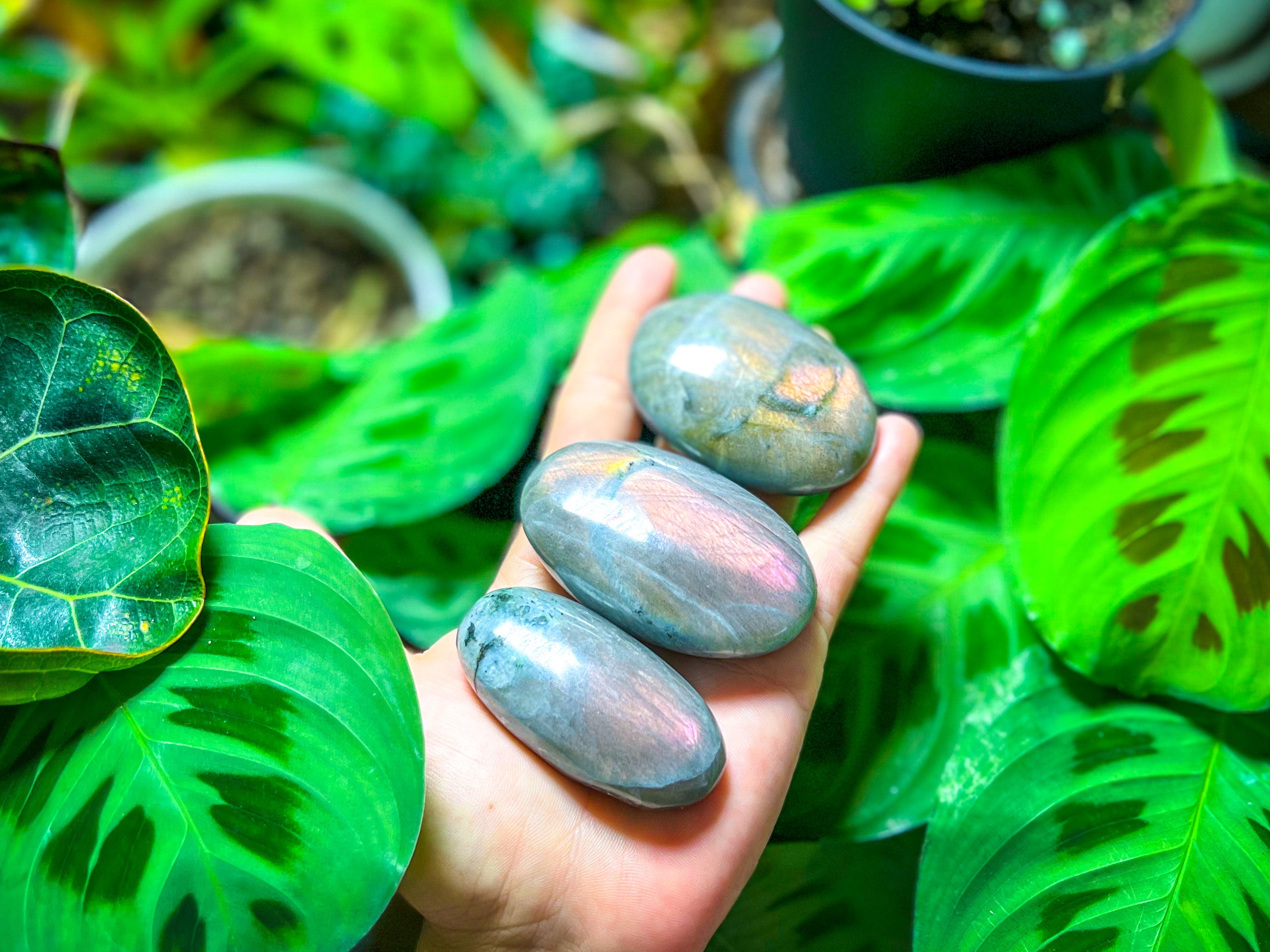 SUNSET Labradorite Palm Stone, Orange Labradorite, Yellow Labradorite, Pink Labradorite