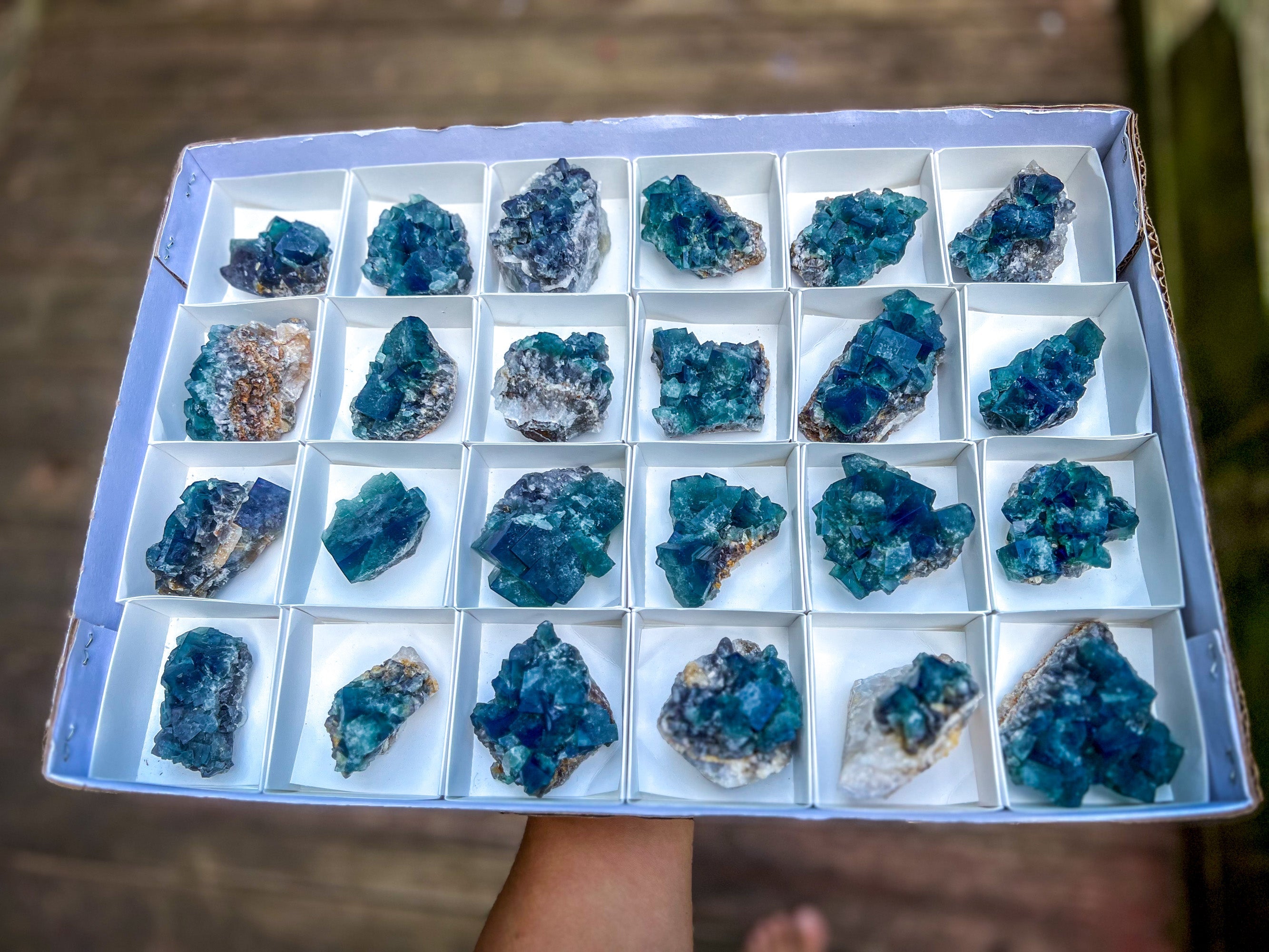 Hidden Forest Pocket Fluorite Clusters, Diana Maria Mine, Daylight Fluorescent Fluorite